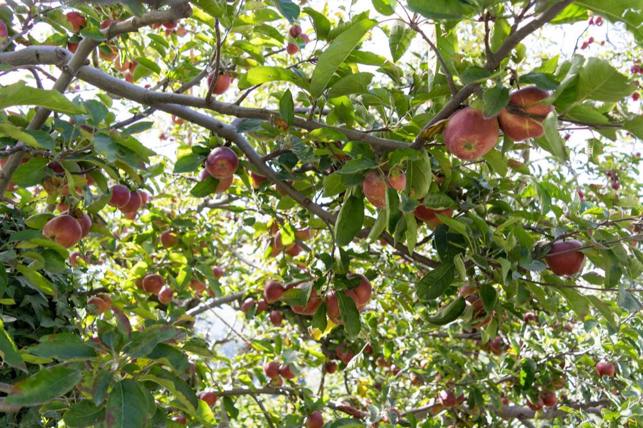 Kotgarh orchards